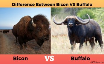 Bicon vs. Buffalo
