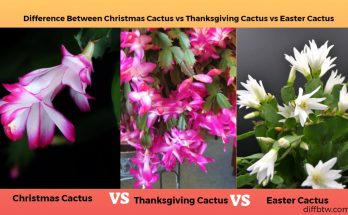 Christmas Cactus vs. Thanksgiving Cactus vs. Easter Cactus