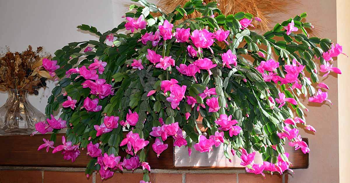 Christmas Cactus vs. Thanksgiving Cactus vs. Easter Cactus