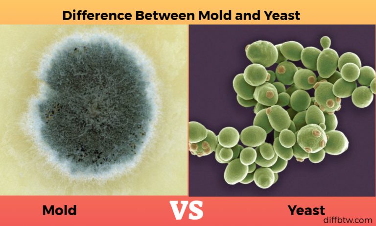 Mold vs. Yeast