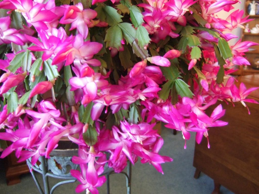 Christmas Cactus Vs. Thanksgiving Cactus Vs. Easter Cactus - DiffBTW