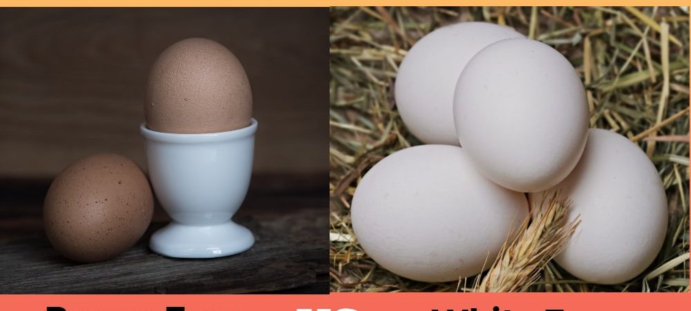 Brown Eggs Vs. White Eggs