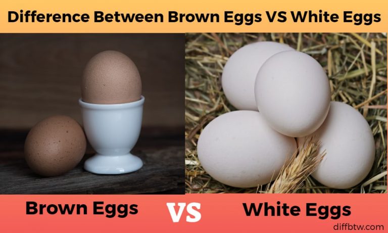 Brown Eggs Vs. White Eggs