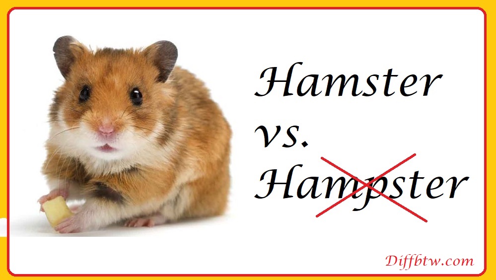 Hamster vs. Hampster