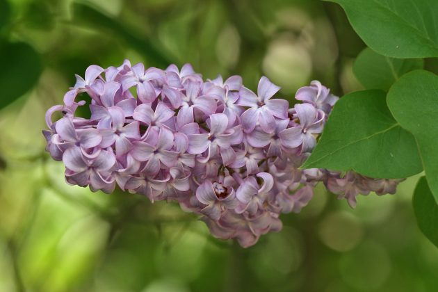 Lilac vs. Lavender: What is the difference?