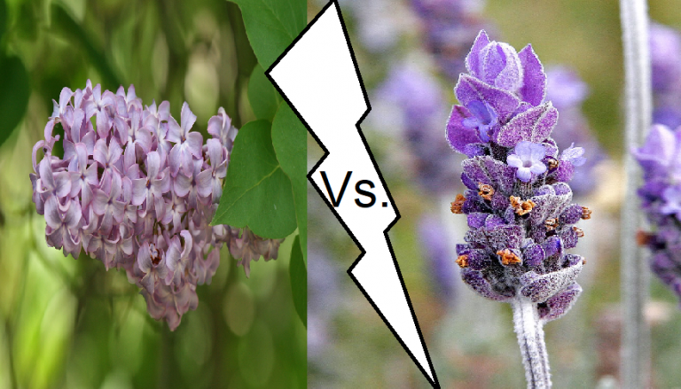 Lilac vs. Lavender