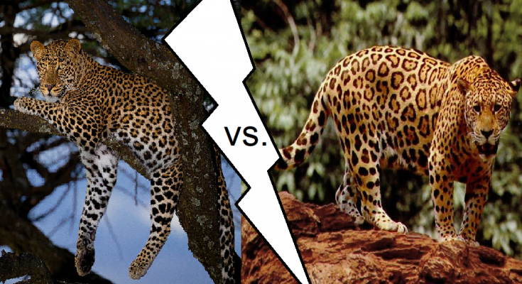 Jaguar vs. Leopard - What is the difference? - Difference Between