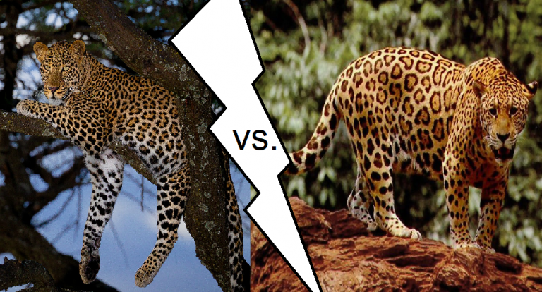 leapard vs